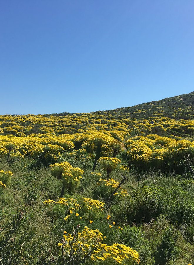 Leptosyne gigantea - Giant Coreopsis (Plant)
