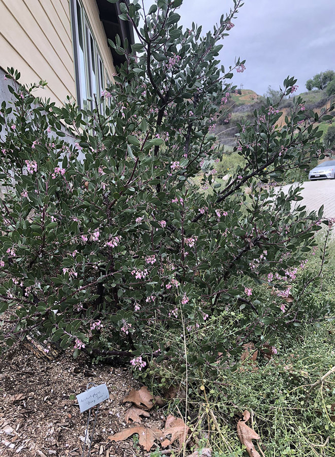Arctostaphylos 'Baby Bear' - Baby Bear Manzanita (Plant)
