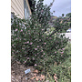 Arctostaphylos 'Baby Bear' - Baby Bear Manzanita (Plant)