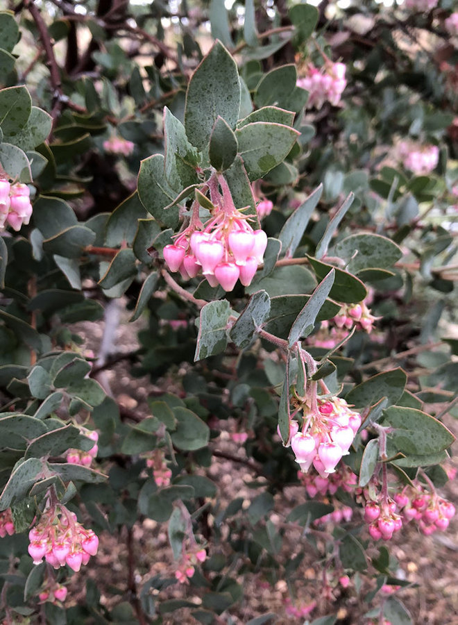 Arctostaphylos 'Lester Rowntree' - Lester Rowntree Manzanita (Plant)