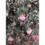 Arctostaphylos 'Lester Rowntree' - Lester Rowntree Manzanita (Plant)