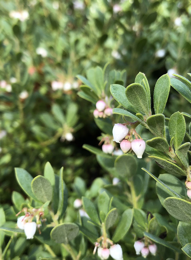 Arctostaphylos pumila 'Wavelength' - Wavelength Sandmat Manzanita (Plant)