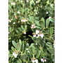 Arctostaphylos pumila 'Wavelength' - Wavelength Sandmat Manzanita (Plant)