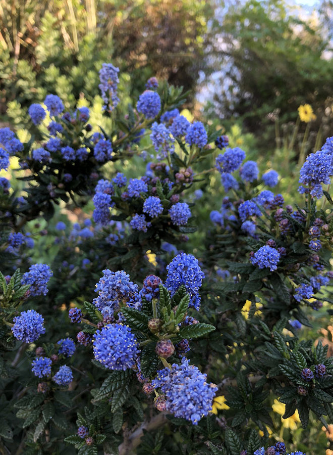 Ceanothus 'Far Horizons' - Far Horizons CA Lilac (Plant)
