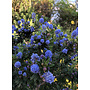 Ceanothus 'Far Horizons' - Far Horizons CA Lilac (Plant)