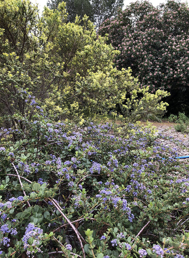 Ceanothus gloriosus 'Anchor Bay' - Anchor Bay Glory Mat, Anchor Bay Point Reyes Ceanothus (Plant)