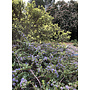 Ceanothus gloriosus 'Anchor Bay' - Anchor Bay Glory Mat, Anchor Bay Point Reyes Ceanothus (Plant)