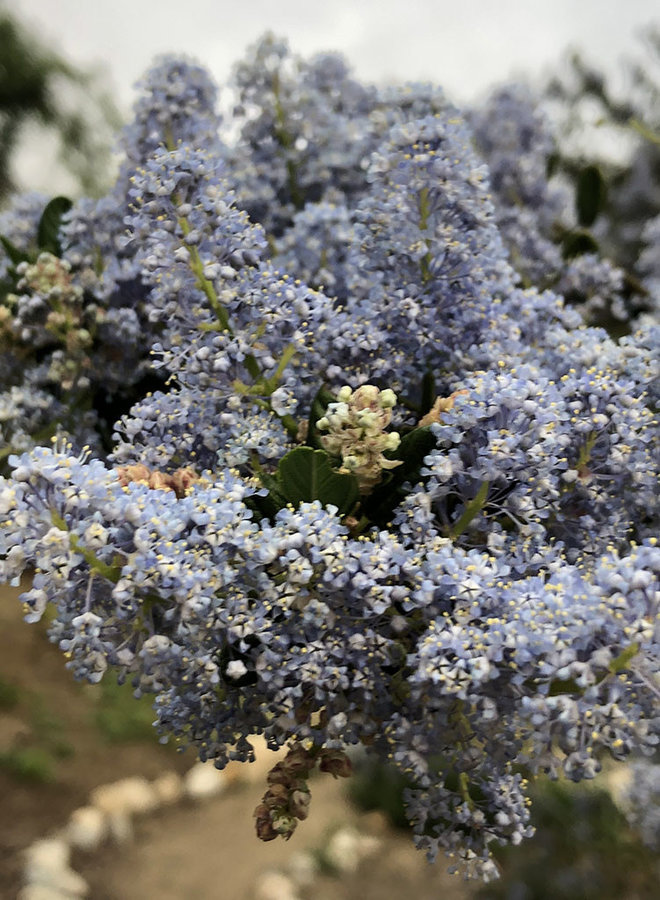 Ceanothus 'Siempre Blue' - Siempre Blue Ceanothus (Plant)