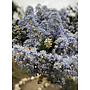 Ceanothus 'Siempre Blue' - Siempre Blue Ceanothus (Plant)