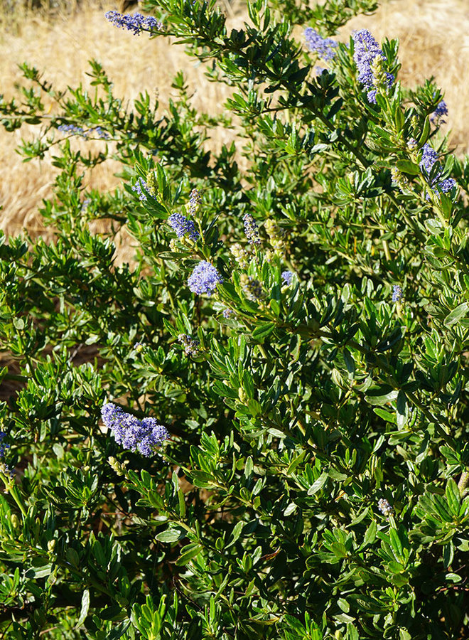 Ceanothus 'Tilden Park' - Tilden Park Ceanothus (Plant)