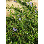Ceanothus 'Tilden Park' - Tilden Park Ceanothus (Plant)