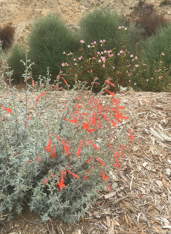 Epilobium 'Bert's Bluff' - Bert's Bluff California Fuchsia (Plant)