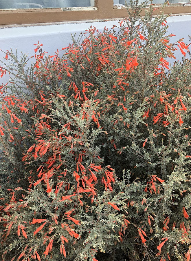 Epilobium 'Catalina' - Catalina California Fuchsia (Plant)