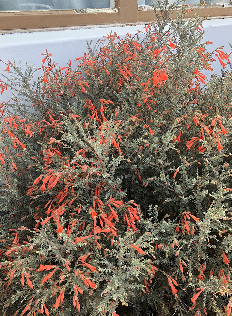 Epilobium 'Catalina' - Catalina California Fuchsia (Plant) - Theodore