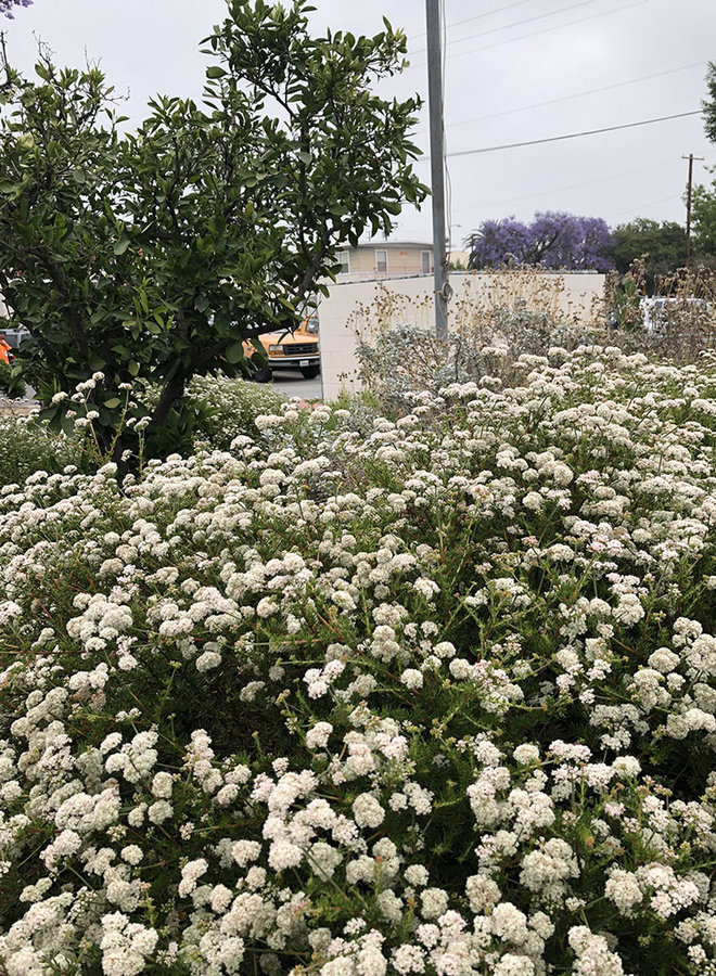 Eriogonum fasciculatum 'Dana Point' - Dana Point California Buckwheat (Plant)