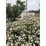 Eriogonum fasciculatum 'Dana Point' - Dana Point California Buckwheat (Plant)