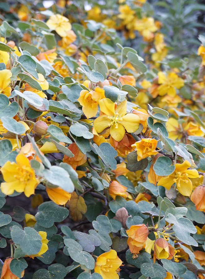 Fremontodendron 'Ken Taylor' - Ken Taylor Flannel Bush (Plant)