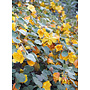 Fremontodendron 'Ken Taylor' - Ken Taylor Flannel Bush (Plant)
