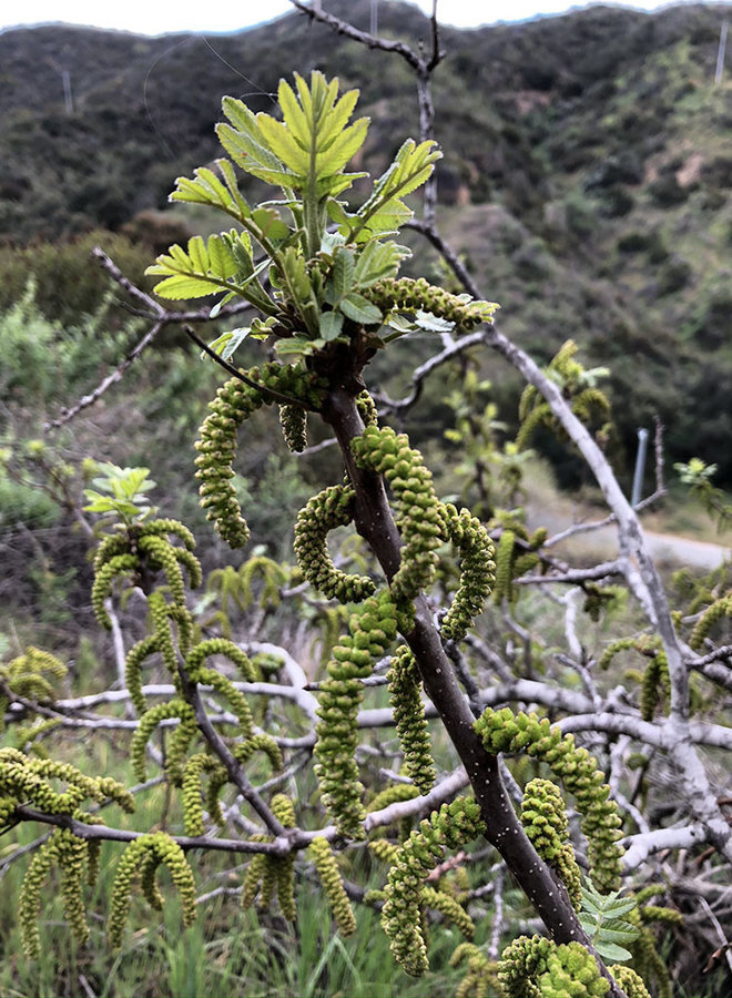 Juglans californica - Southern California Black Walnut (Plant)