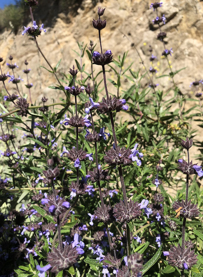 Salvia brandegeei - Brandegee's Sage, Santa Rosa Island Sage (Plant)
