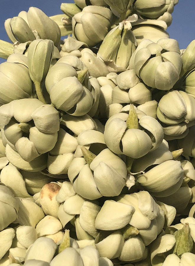 Yucca brevifolia - Joshua Tree (Plant)