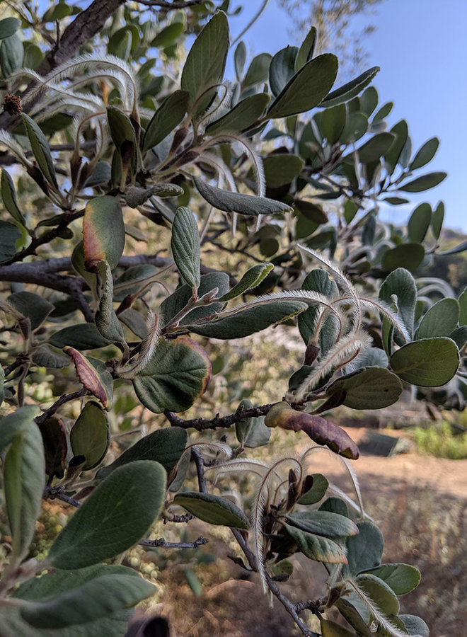 Cercocarpus traskiae - Catalina Island Mountain Mahogany (Plant)