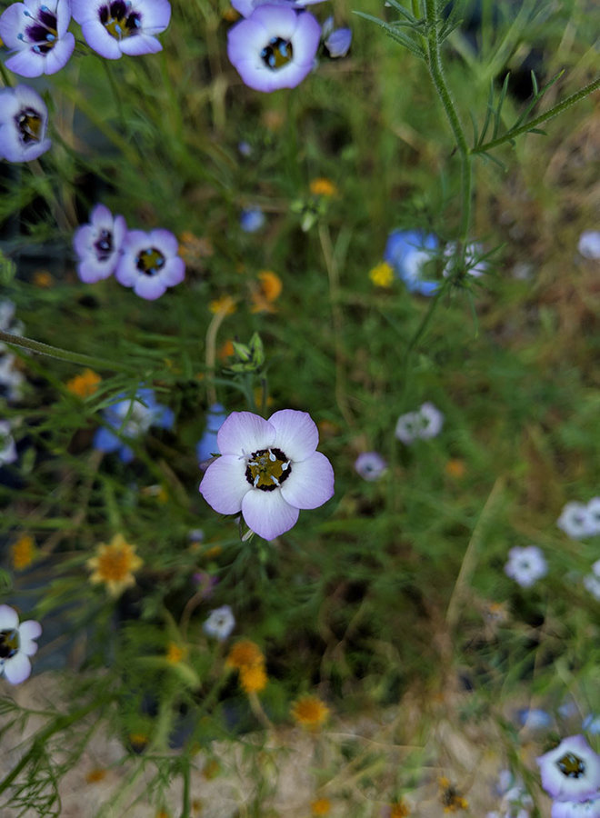 Gilia tricolor - Bird's Eyes (Plant)