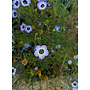 Gilia tricolor - Bird's Eyes (Plant)