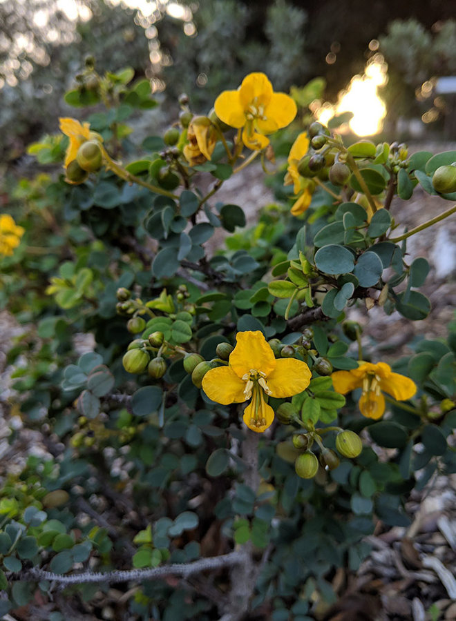Senna purpusii - Baja California Senna (Plant)