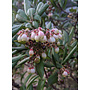 Xylococcus bicolor - Mission Manzanita (Plant)