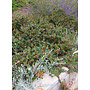 Arctostaphylos 'John Dourley' - John Dourley Manzanita (Plant)