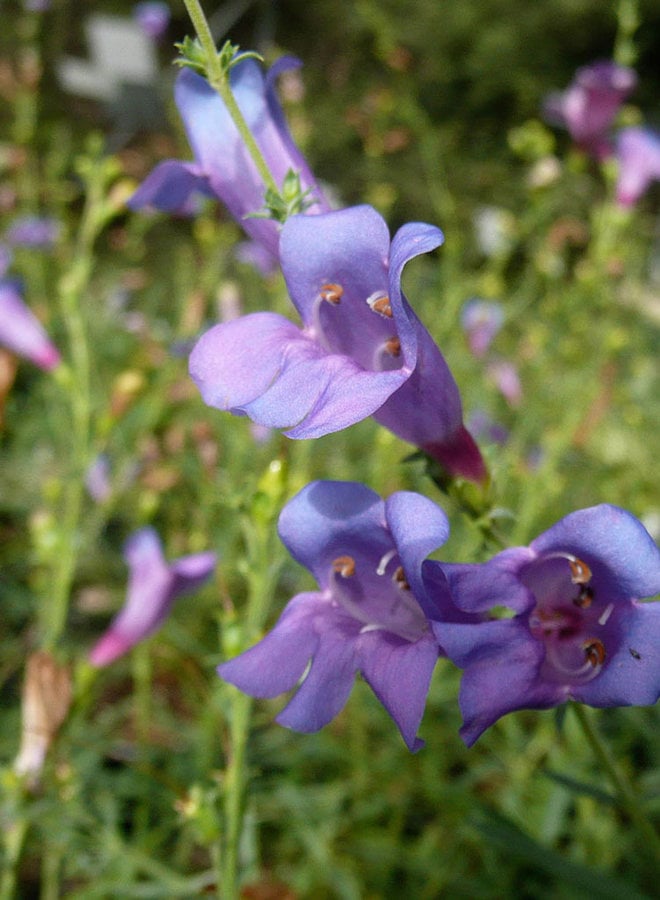 Penstemon heterophyllus 'Margarita BOP' - Margarita BOP Foothill Penstemon (Plant)