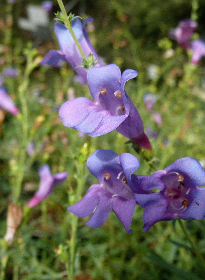 Penstemon heterophyllus 'Margarita BOP' - Margarita BOP Foothill Penstemon (Plant)