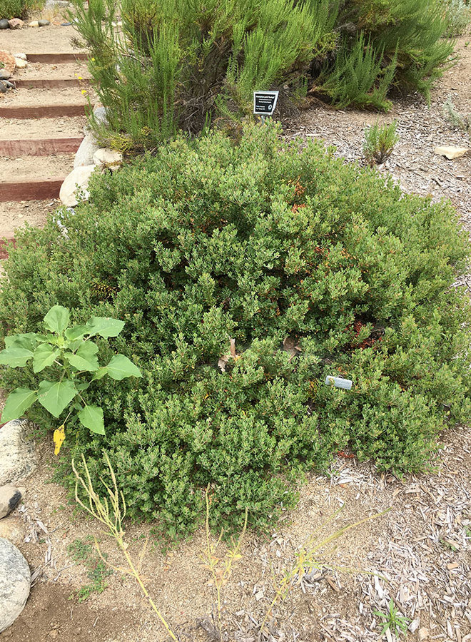 Arctostaphylos pumila 'Wavelength' - Wavelength Sandmat Manzanita (Plant)