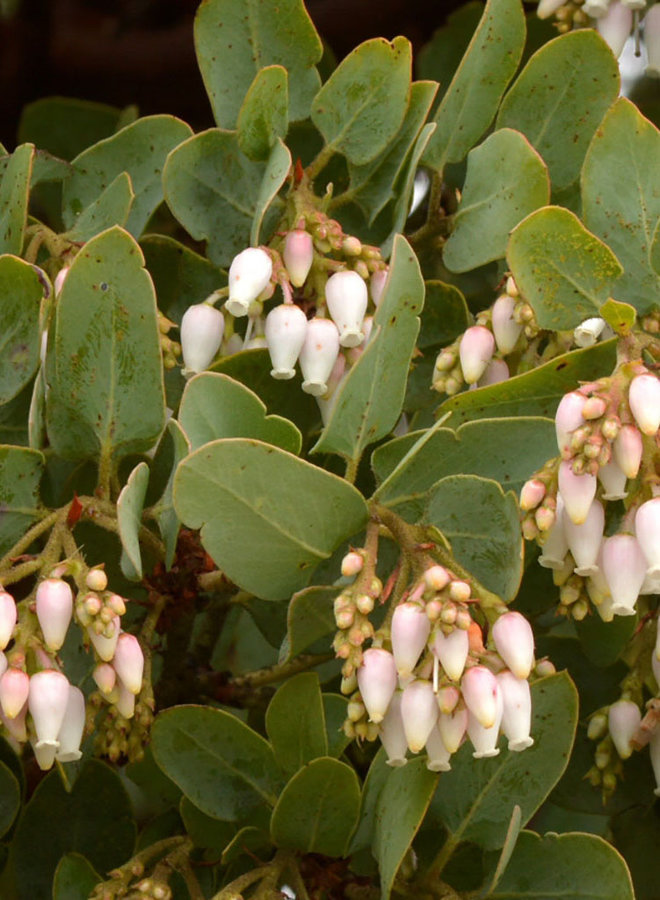 Arctostaphylos glauca - Blue Manzanita, Bigberry Manzanita (Plant)