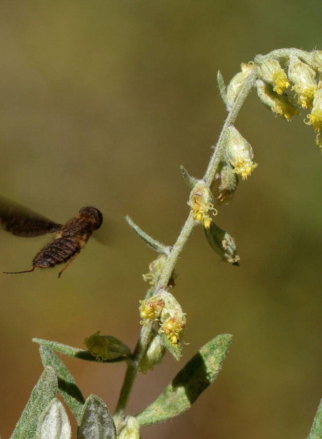 Artemisia douglasiana - Mugwort (Plant)