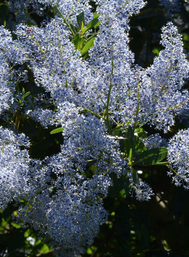 Ceanothus spinosus - Greenbark Ceanothus (Plant)
