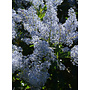 Ceanothus spinosus - Greenbark Ceanothus (Plant)