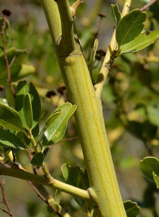 Ceanothus spinosus - Greenbark Ceanothus (Plant)