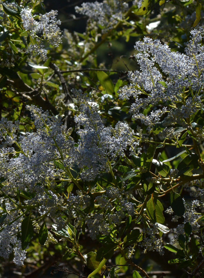 Ceanothus spinosus - Greenbark Ceanothus (Plant)