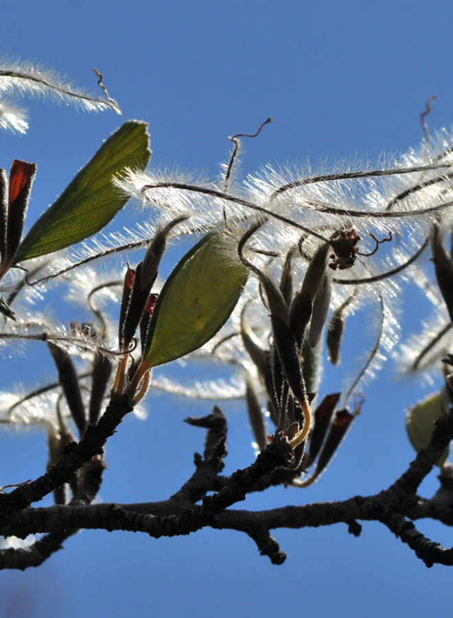 Cercocarpus betuloides var. betuloides - Birch Leaf Mountain Mahogany (Plant)