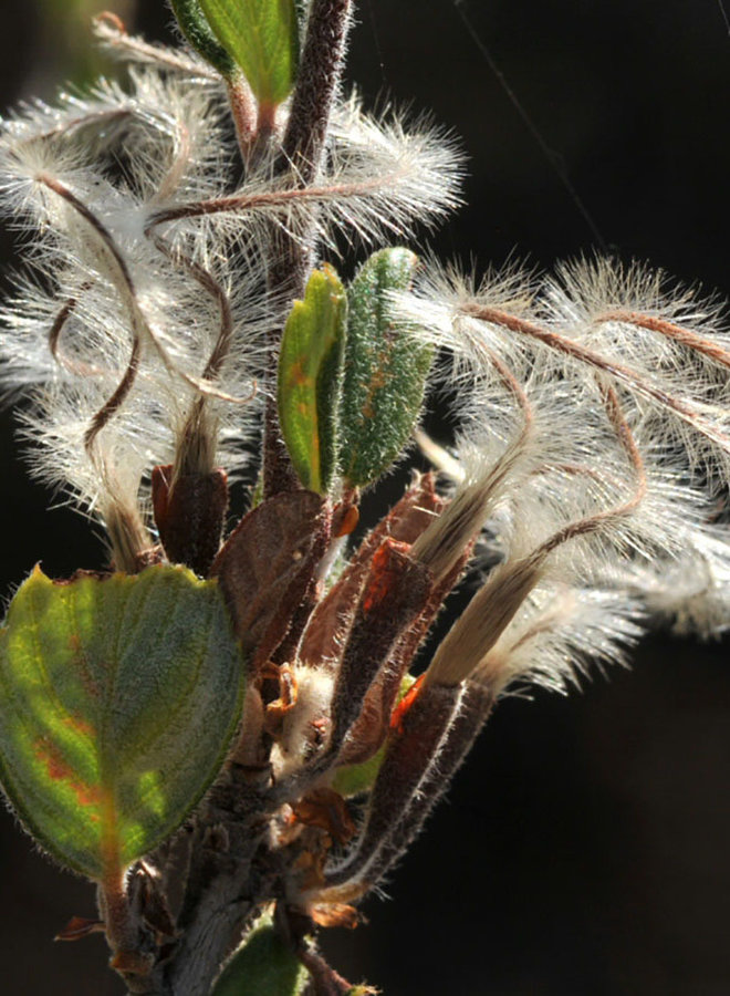 Cercocarpus betuloides var. betuloides - Birch Leaf Mountain Mahogany (Plant)