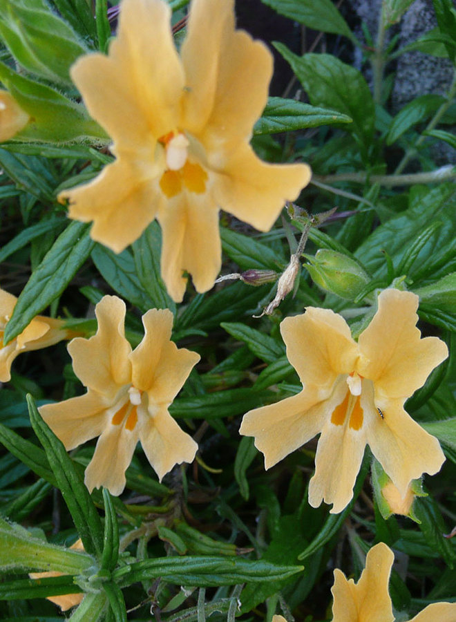 Diplacus longiflorus - Bush Monkeyflower, Sticky Monkeyflower (Plant)