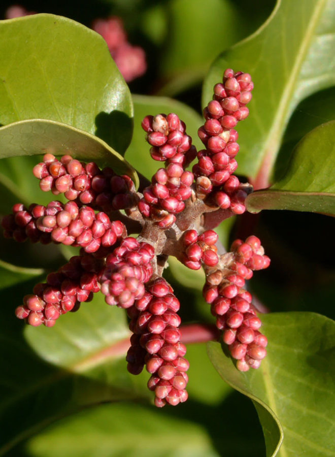 Rhus ovata - Sugar Bush (Plant)