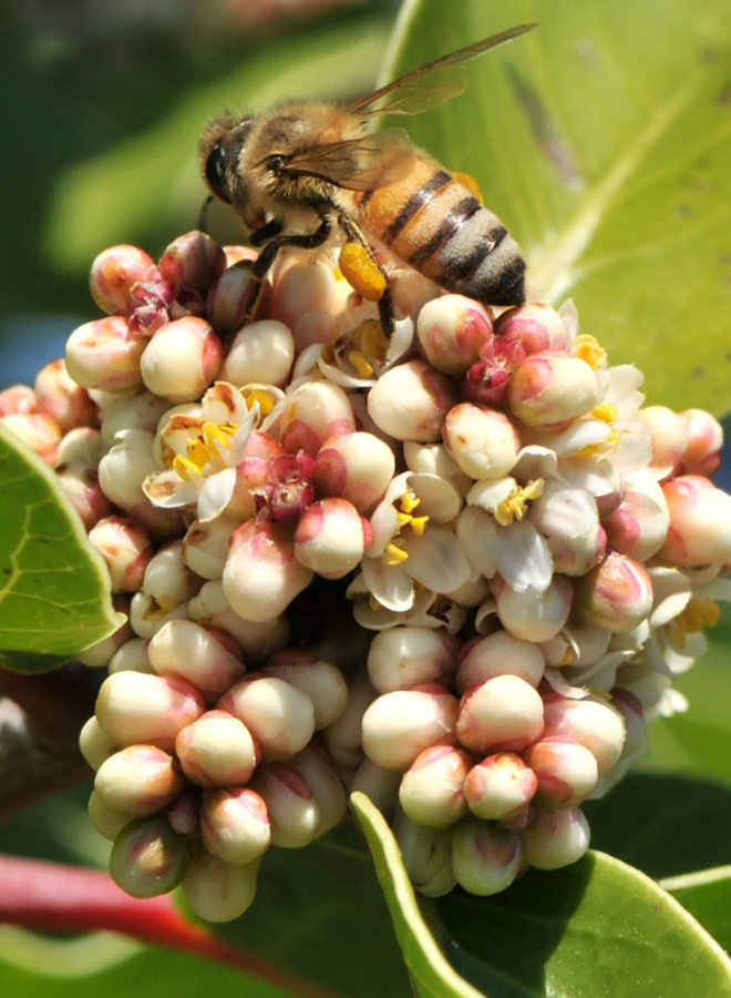 Rhus ovata - Sugar Bush (Plant)