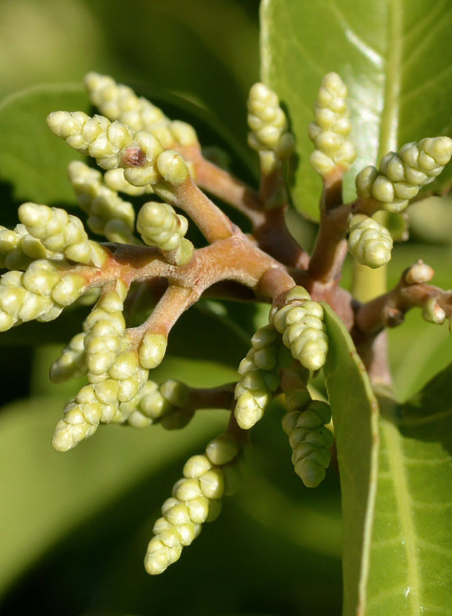 Rhus ovata - Sugar Bush (Plant)