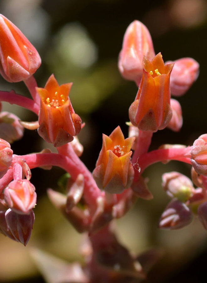 Dudleya lanceolata - Lance-leaved Dudleya (Plant)