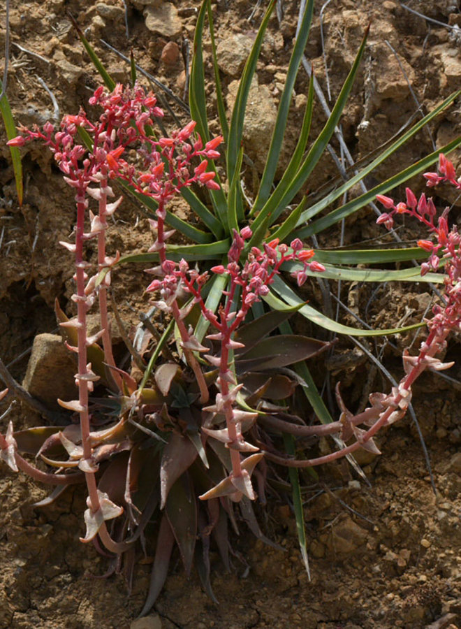 Dudleya lanceolata - Lance-leaved Dudleya (Plant)