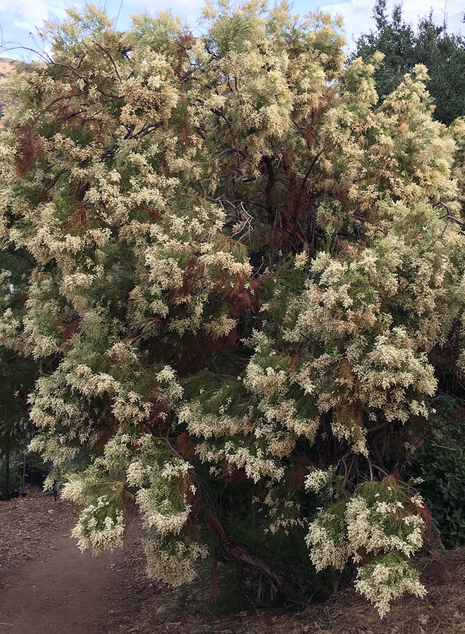 Adenostoma sparsifolium - Redshank, Ribbonwood (Plant)