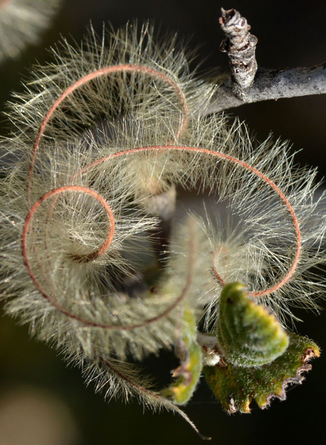 Cercocarpus betuloides var. betuloides - Birch Leaf Mountain Mahogany (Plant)